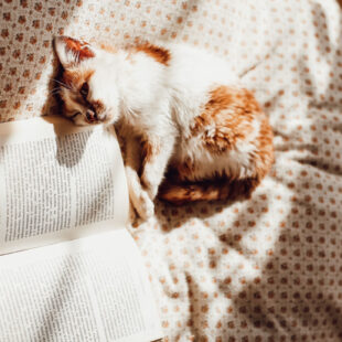 20-4_corona-psb-katze