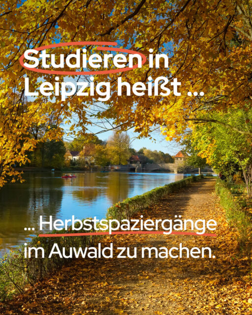 🍂 Studieren in Leipzig heißt, Herbstspaziergänge im Auwald zu machen. 🌳✨#Leipzig #Auwald #StudentLife #Herbstliebe #LeipzigLiebe #StudentenwerkLeipzig