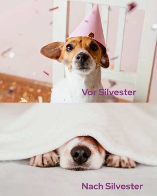 Happy New Year ✨🚀Wir wünschen euch einen tierisch schönen Start ins Jahr 2026 oder auch fröhliches Auskatern 😉#happynewyears #Neujahr #sleepyhead #animalmeme