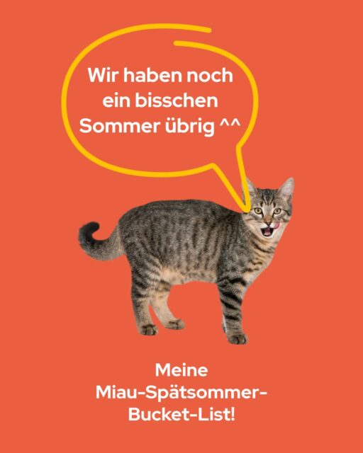 Sommer ist noch nicht over. Deshalb hat unsere Katze schon mal ihre Spätsommer-Bucket-List ausgepackt. 🐱Was fehlt noch? Was sind eure Spätsommer-Must-dos 👇Fotos teils mithilfe von KI generiert.