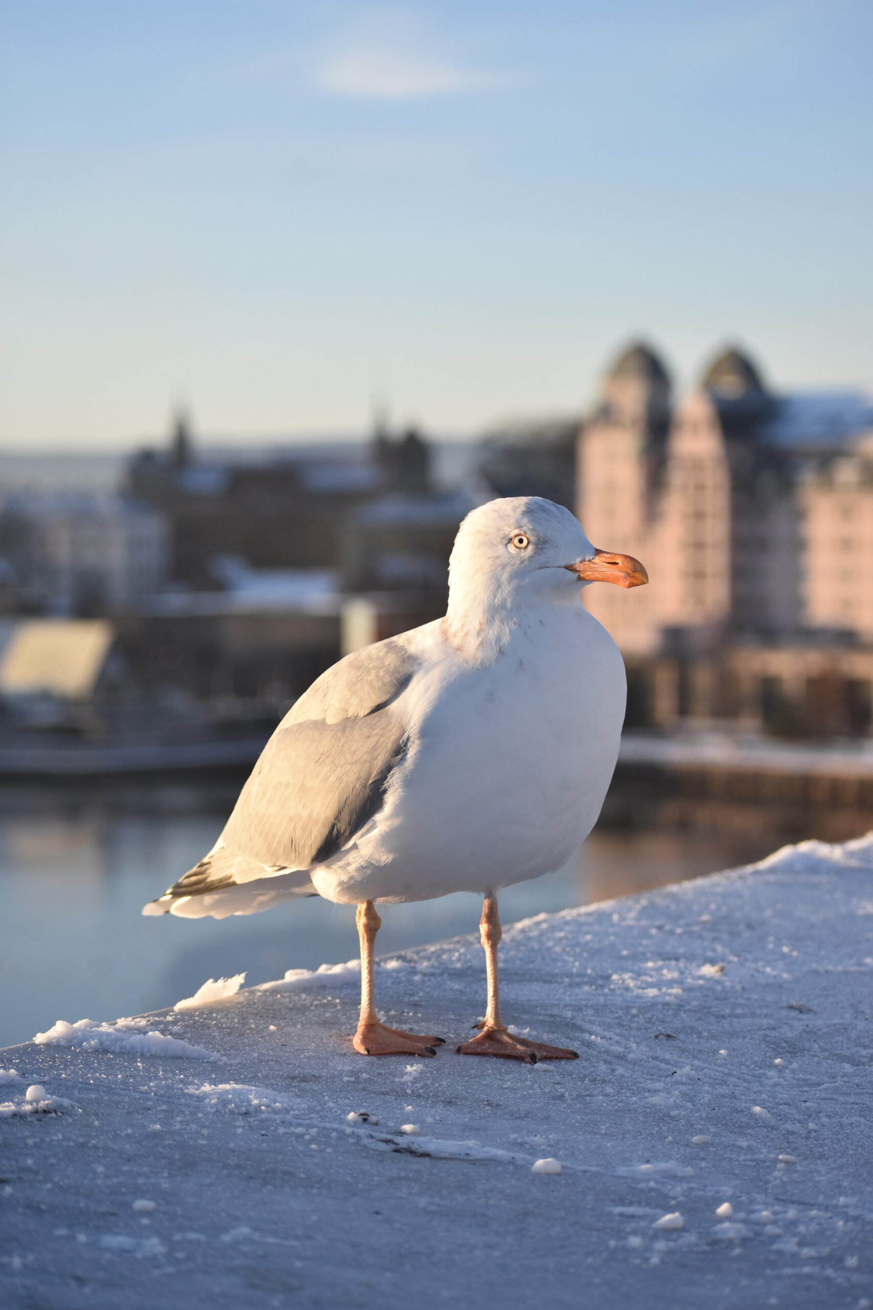 Möwe im Winterlicht vor unscharfer Stadtlandschaft